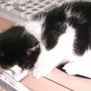 Meet your Posher, Sue